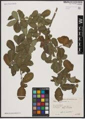 Foto von Salix aegyptiaca L.